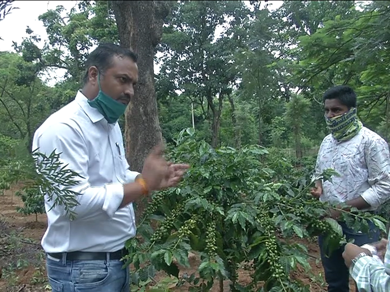 bastar coffee plantation
