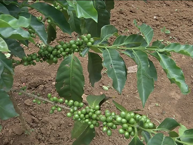 bastar coffee plantation