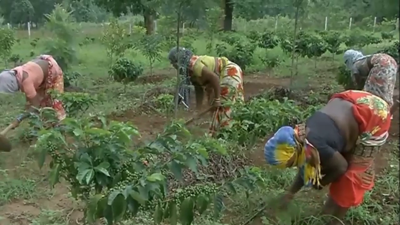 bastar coffee plantation