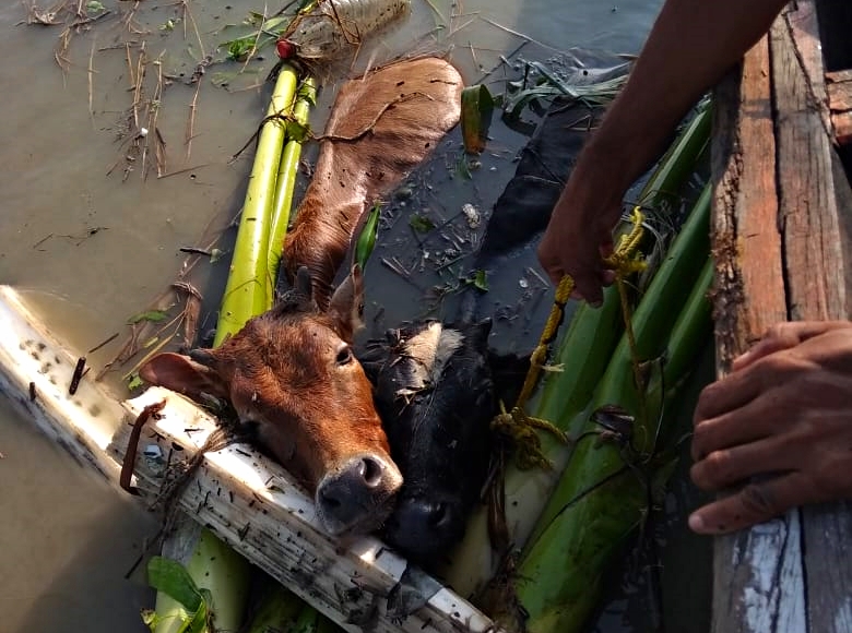 DHUBRI CATTLE SMUGGLER ARRESTED ETV BHARAT ASSAM NEWS