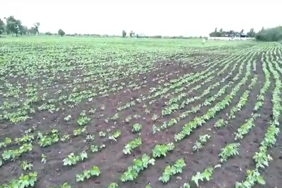 satara irrigation news