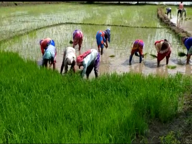 farmers sowing crop in Kawardha