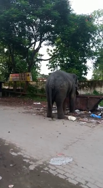 wild elephant roaming in guwahati