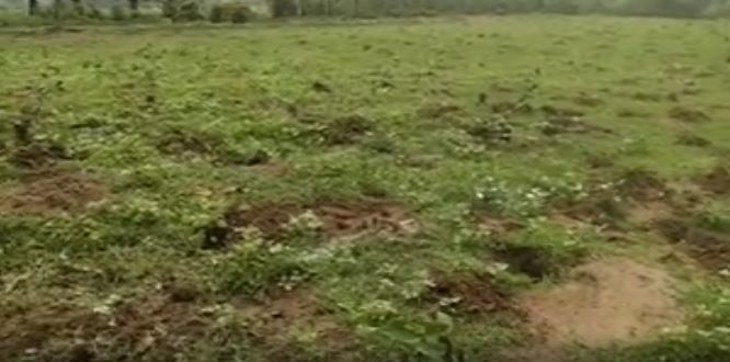 Plantation in Jejra of Janpad Panchayat Katghora