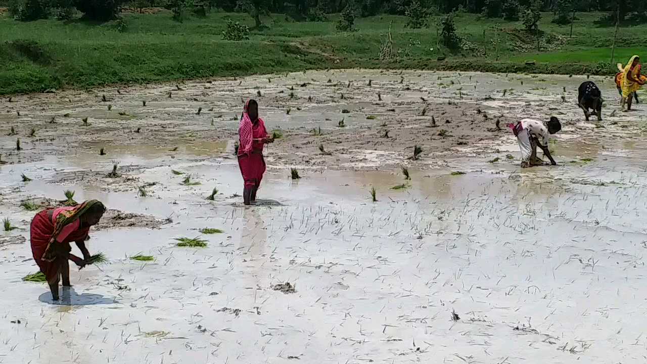 paddy planting