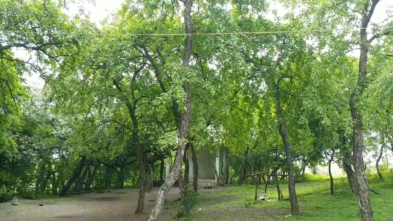 bilva trees