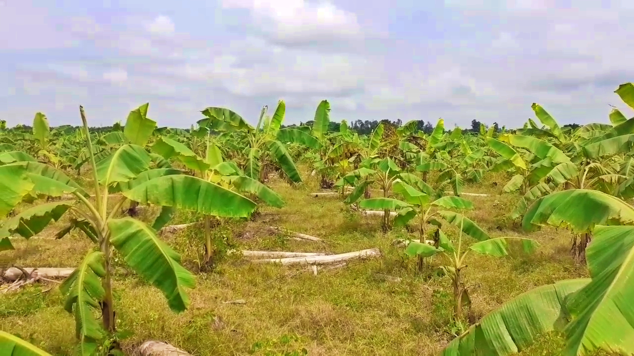 প্ৰায় 300 বিঘা মাটিত কল খেতি কৰি, উপাৰ্জনৰ পথ প্ৰশস্ত কৰিছে যুৱকগৰাকীয়ে