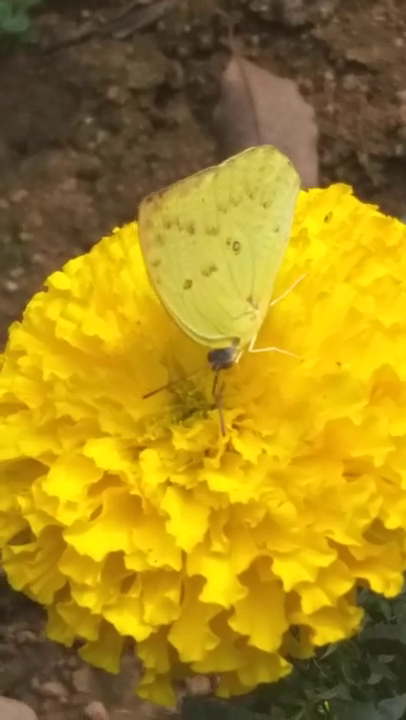 lemon-immigrant-arrives-in-dehradun