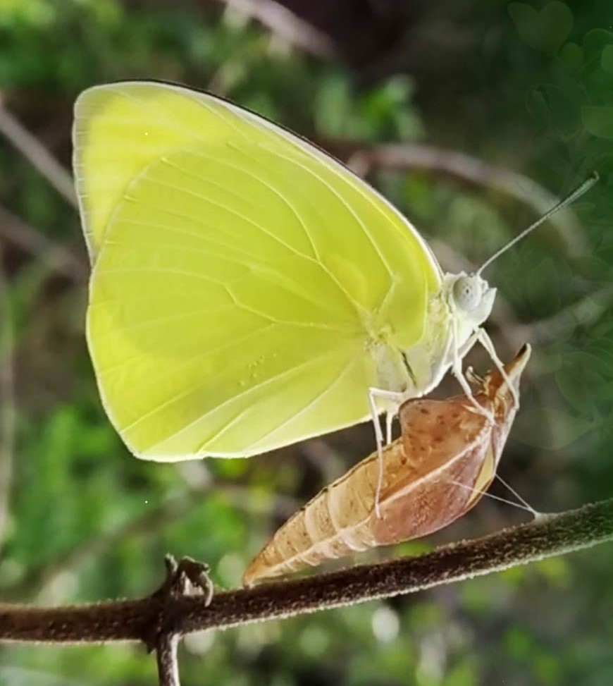 lemon-immigrant-arrives-in-dehradun