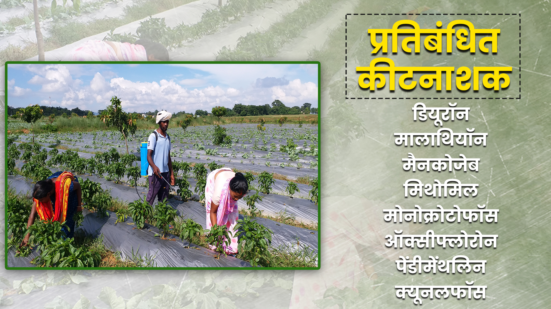 organic farming in ranchi