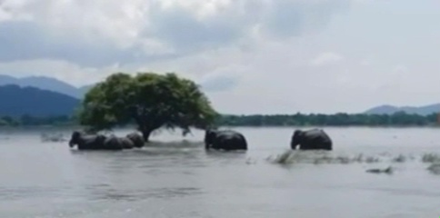 assam flood visual