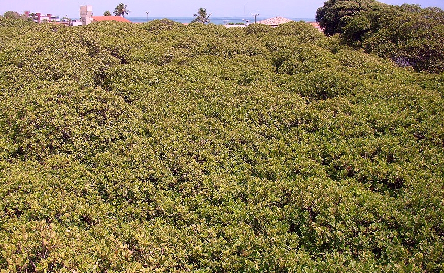 World's Largest Cashew Tree