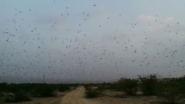 जालोर टिड्डी अटैक, Jalore locust attack