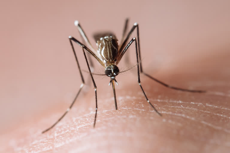 COVID-19 not transmitted by mosquitoes, says study