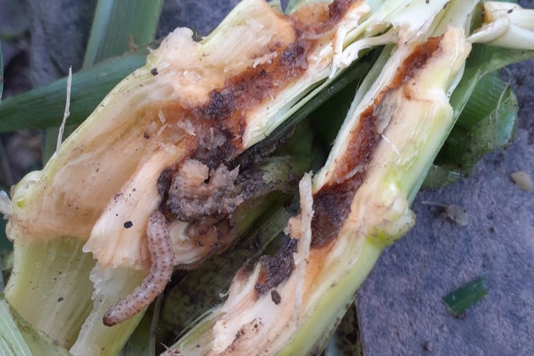 fall armyworm insect on maize crop