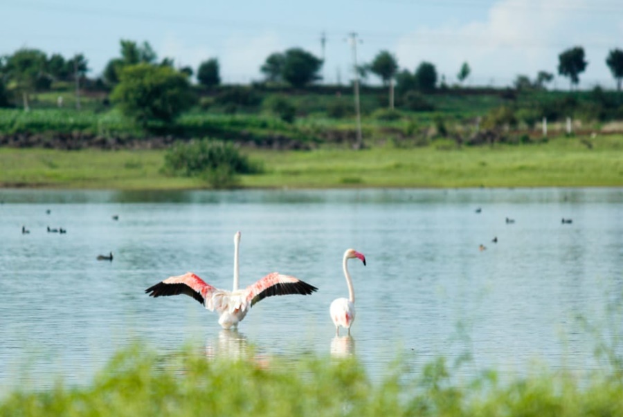 flamingos in maharashtra