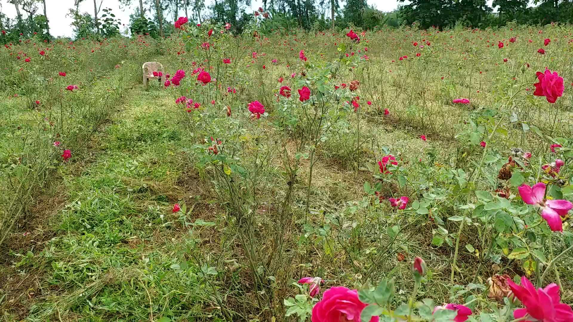 मुरझा रहे गुलाब