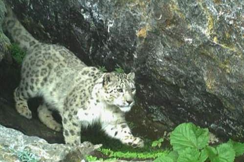 leopard in National Park kullu