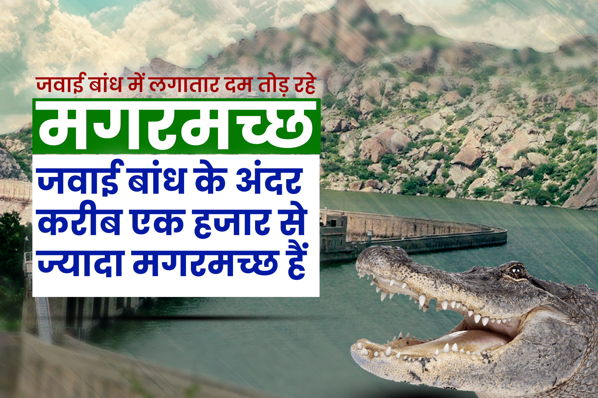 सवाई बांध में दम तोड़ रहे मगरमच्छ, Crocodiles are continuously dying in Sawai Dam