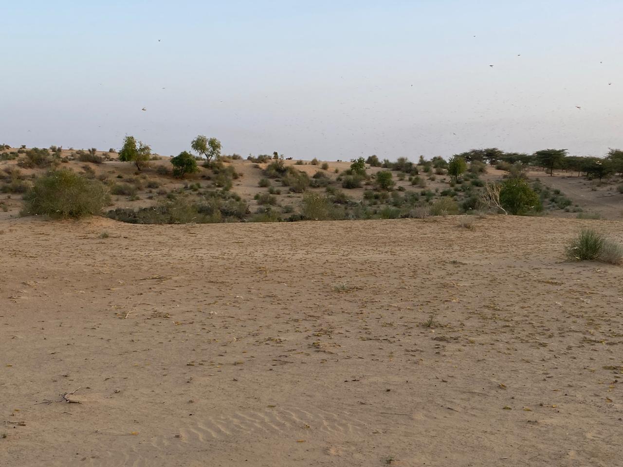 Locust attack in Barmer,  Locust control , Locust sprayed by helicopter , Insecticide spraying by helicopter,  Air strikes on locusts