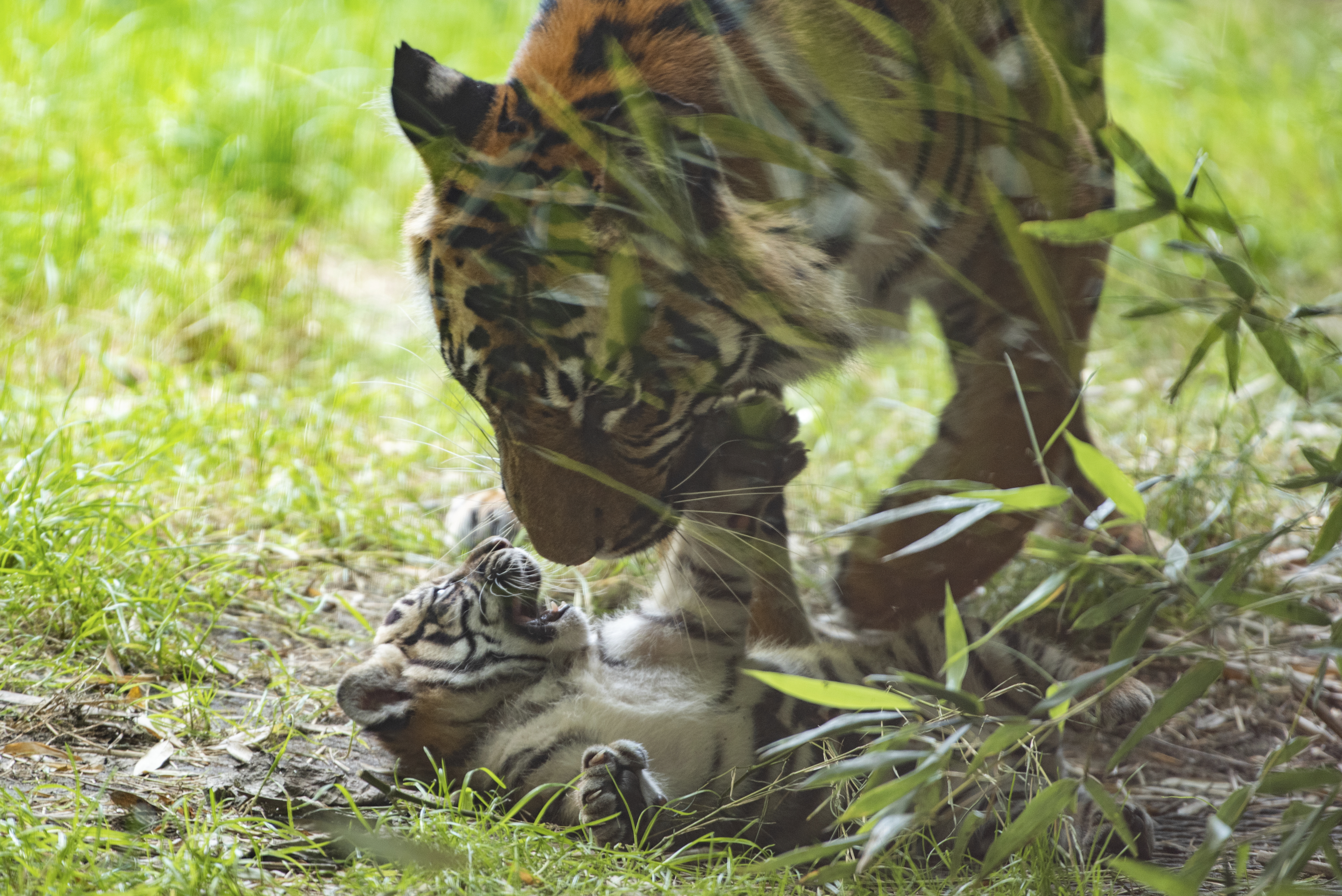 A little Sumatran tiger is pictured with its mother at the zoo in Wroclaw, Poland.