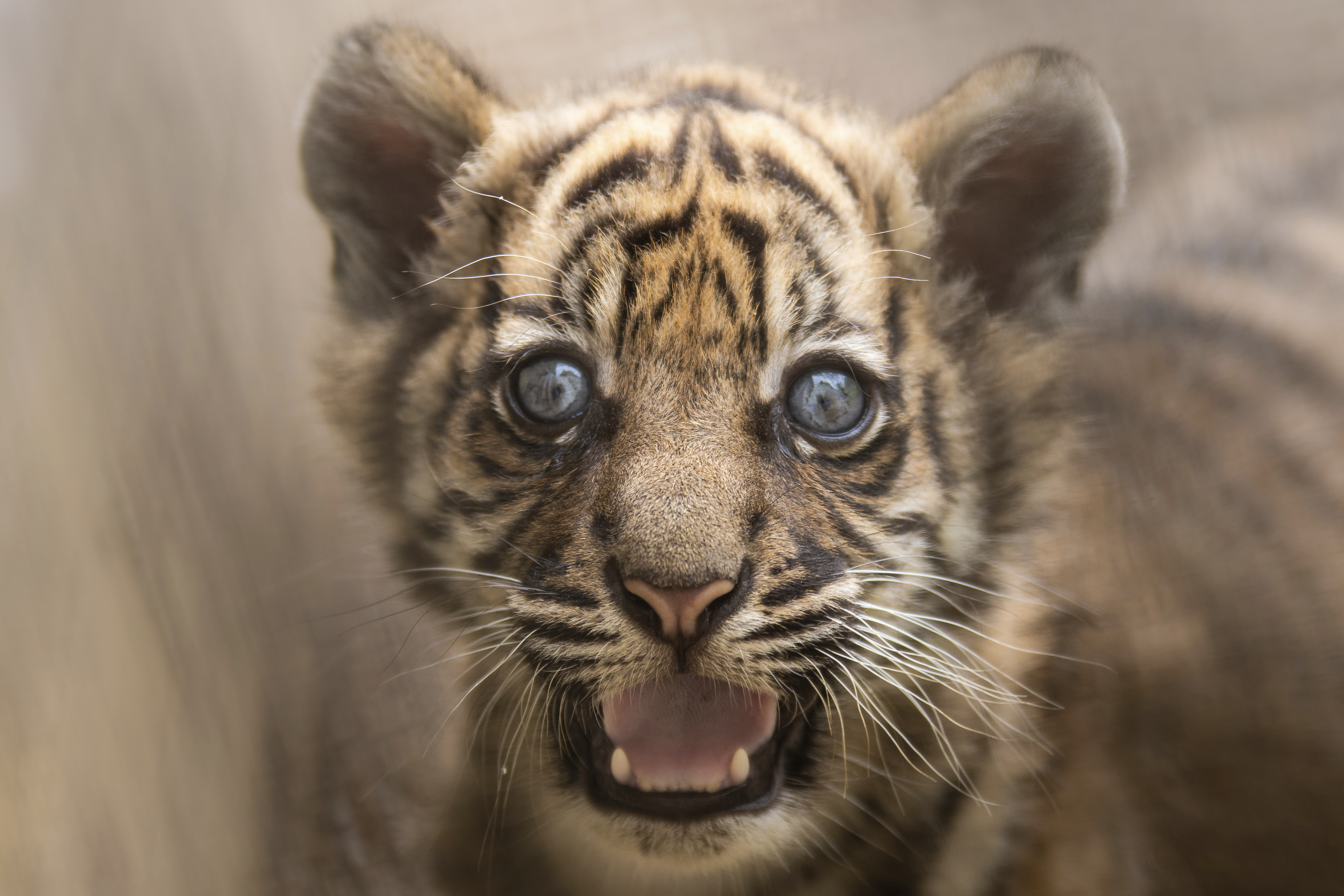 A little Sumatran tiger is pictured at the zoo in Wroclaw, Poland.