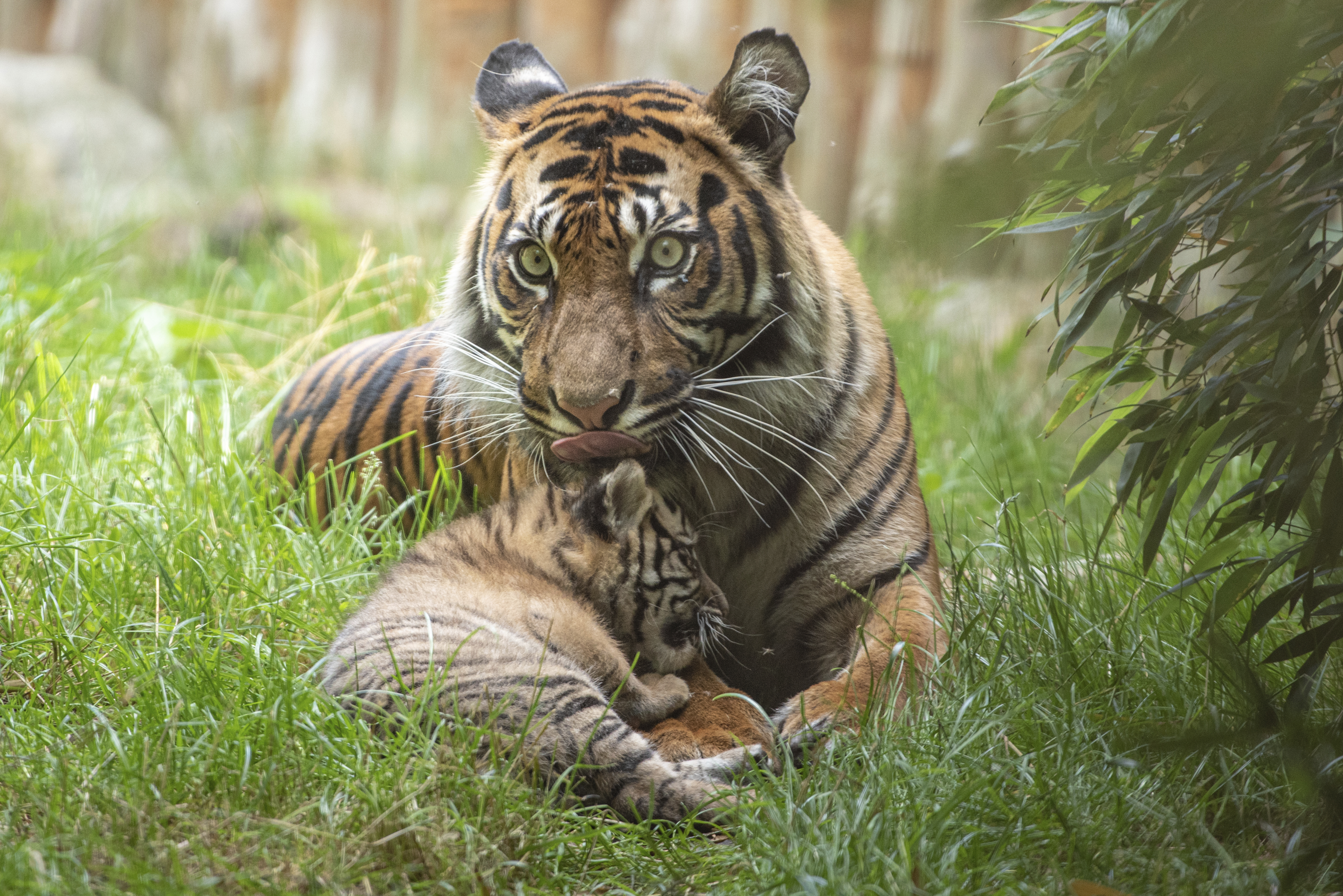 A little Sumatran tiger is pictured with its mother at the zoo in Wroclaw, Poland.