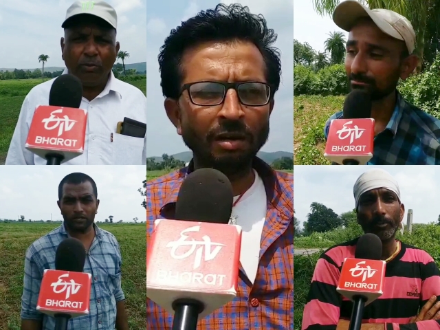 सोयाबीन की फसल  मक्के की खेती  खेतों में खरपतवार  खरपतवार की समस्या  weed problem  weed in the fields  maize farming  soybean crop  monsoon rains in rajasthan