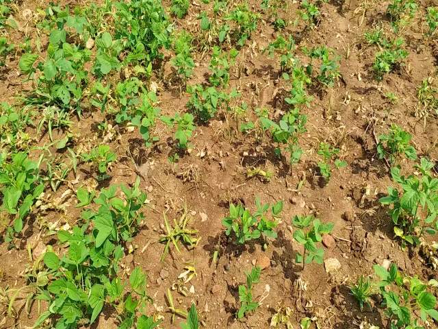 सोयाबीन की फसल  मक्के की खेती  खेतों में खरपतवार  खरपतवार की समस्या  weed problem  weed in the fields  maize farming  soybean crop  monsoon rains in rajasthan