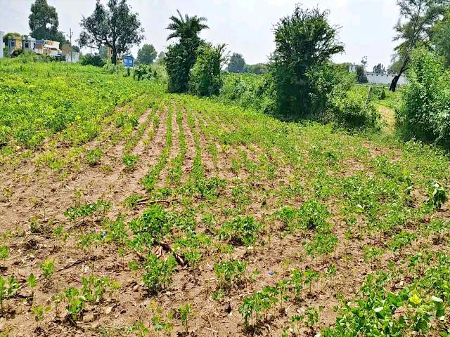 सोयाबीन की फसल  मक्के की खेती  खेतों में खरपतवार  खरपतवार की समस्या  weed problem  weed in the fields  maize farming  soybean crop  monsoon rains in rajasthan