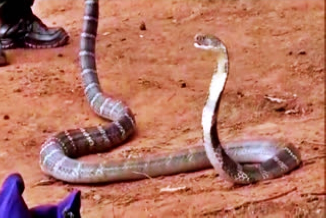 Nagpanchami festival