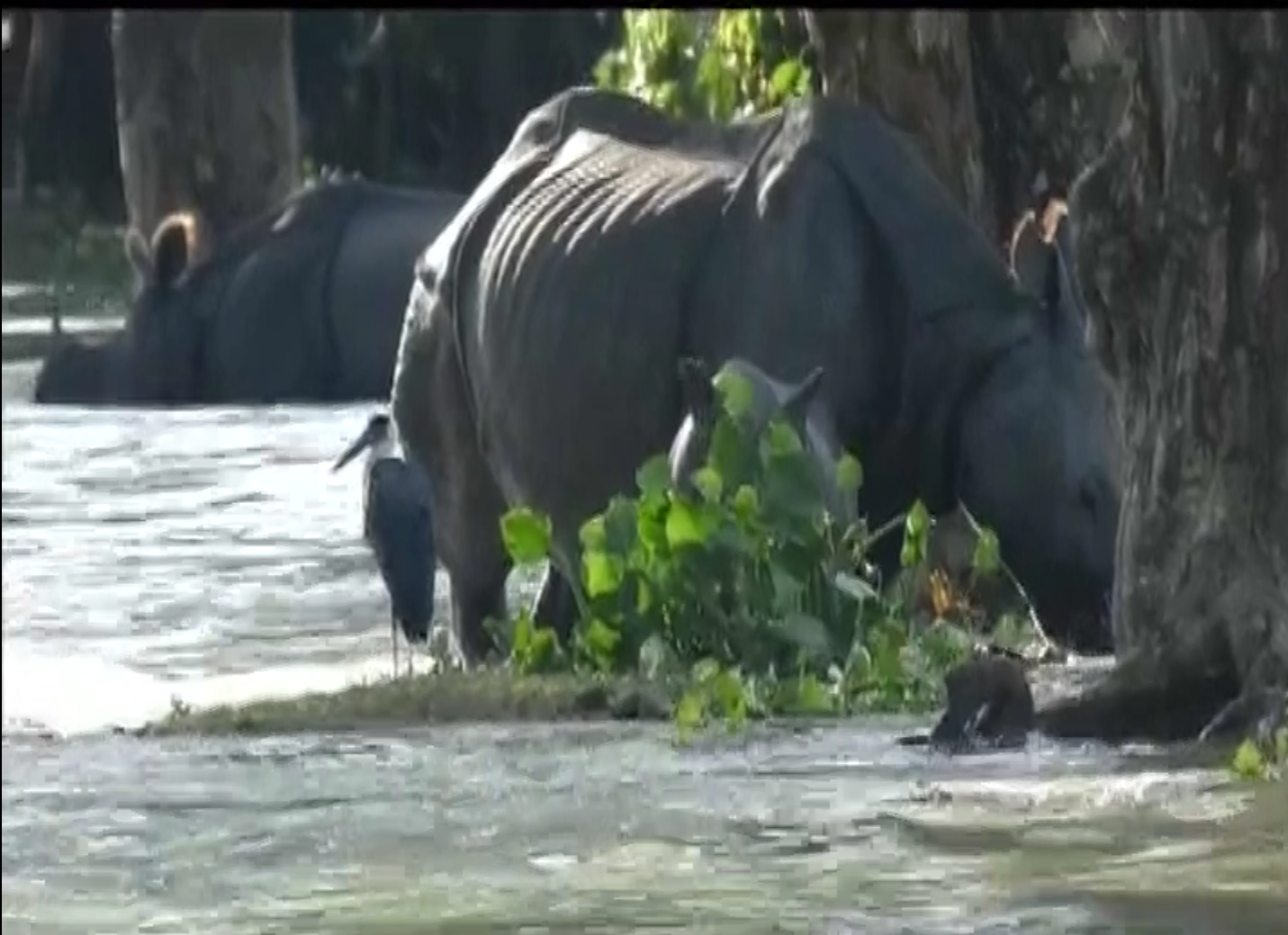 Assam flood