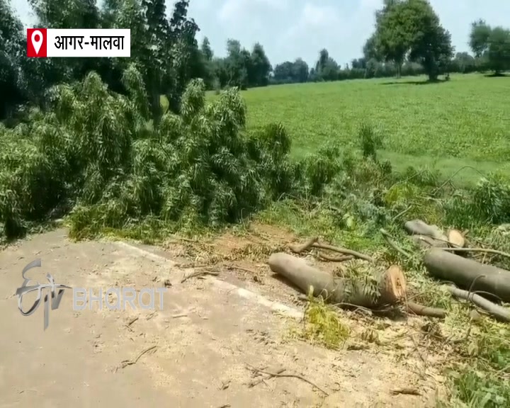 Illegal harvesting of Neem in Agar