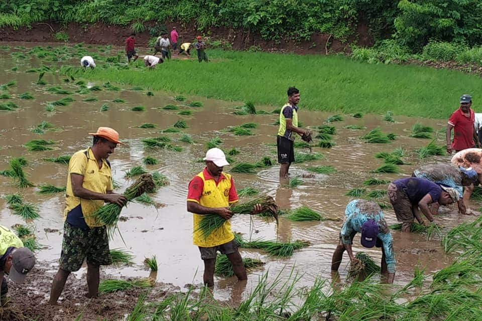 raigad farming news