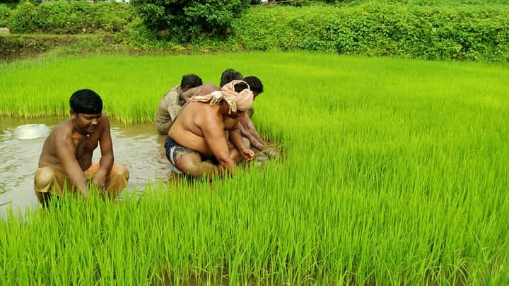 Labor minister Satyanand Bhokta ploughed in the field