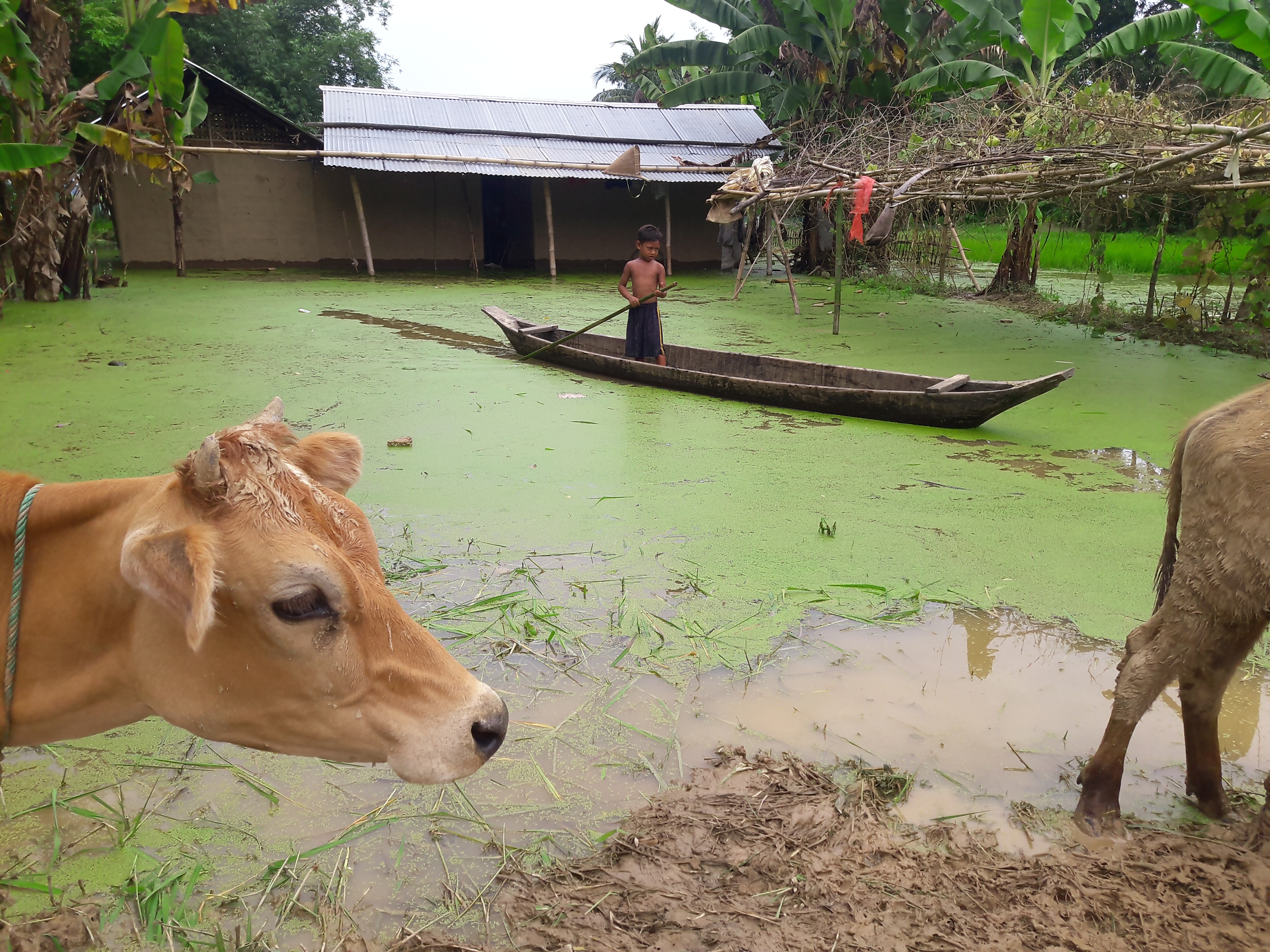 Assam flood: One more dies, 20 lakh people remain affected