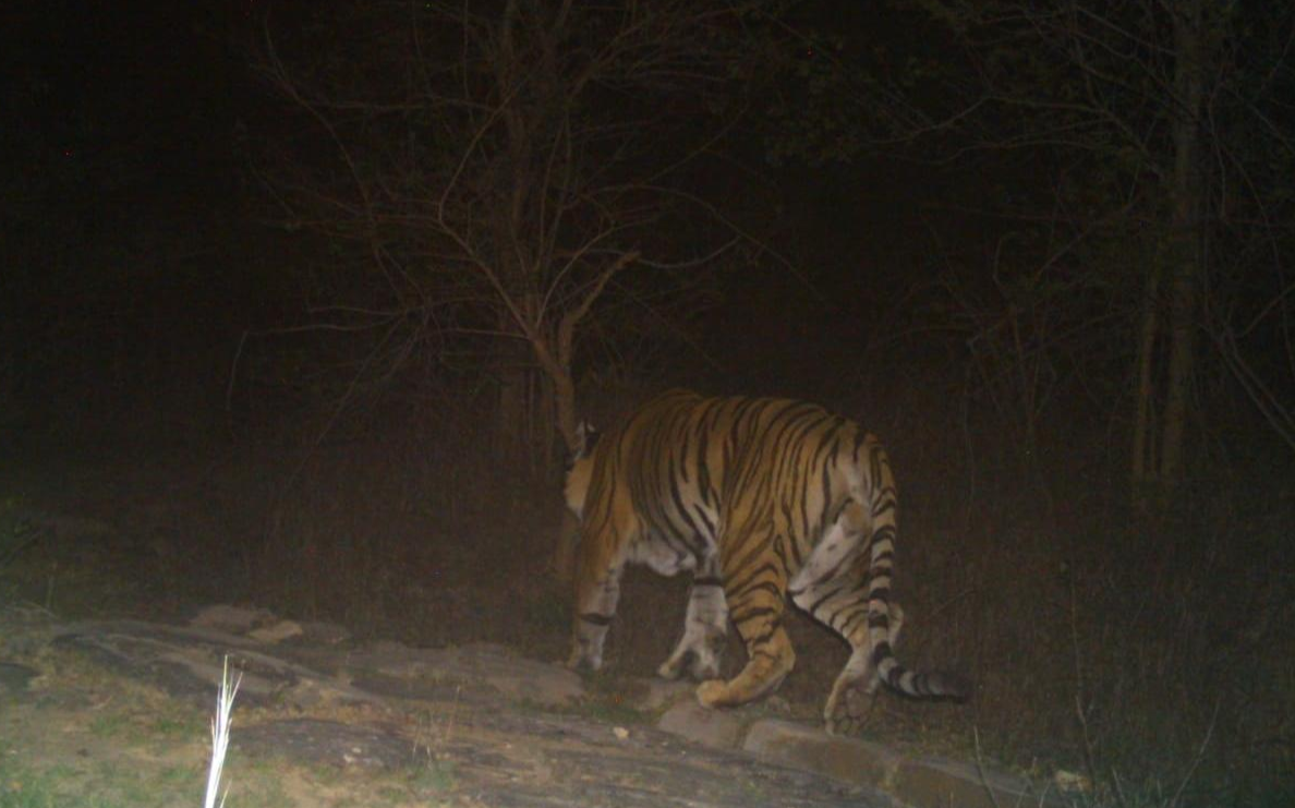 Kaimur will become next tiger reserve of bihar