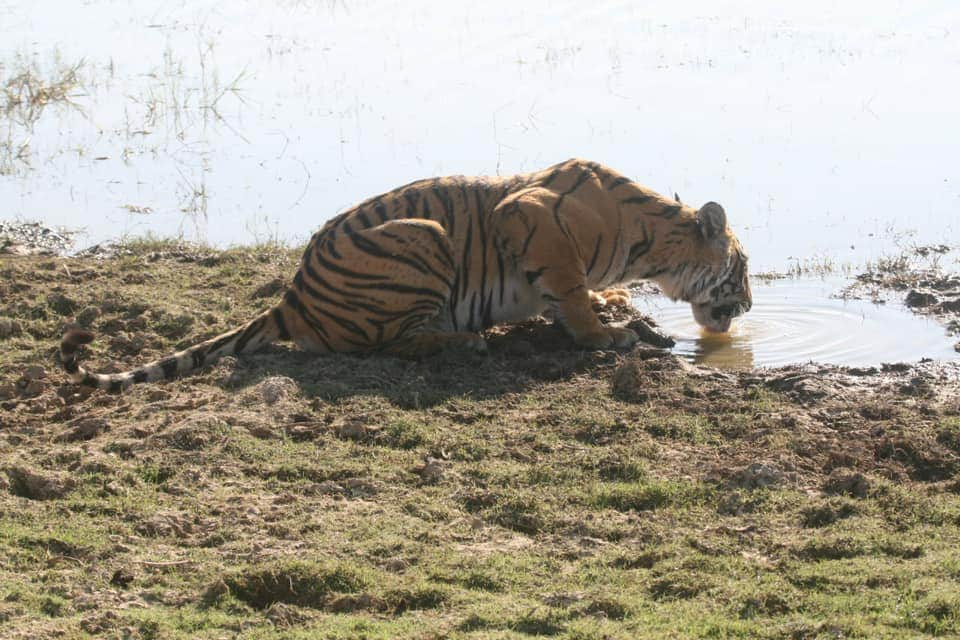 kaimur-will-become-next-tiger-reserve-of-bihar