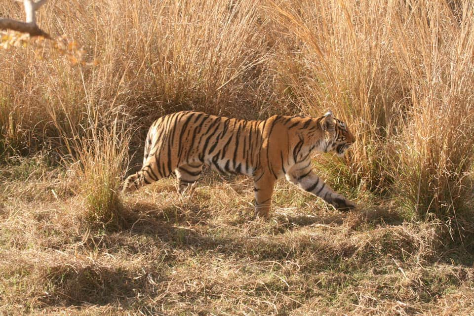 kaimur-will-become-next-tiger-reserve-of-bihar