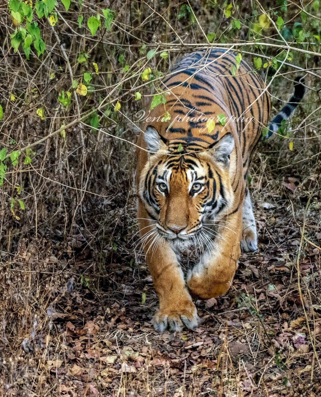 tiger conservation