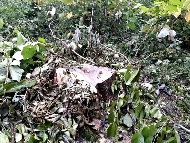 deforestationdeforestation in boko pwd office