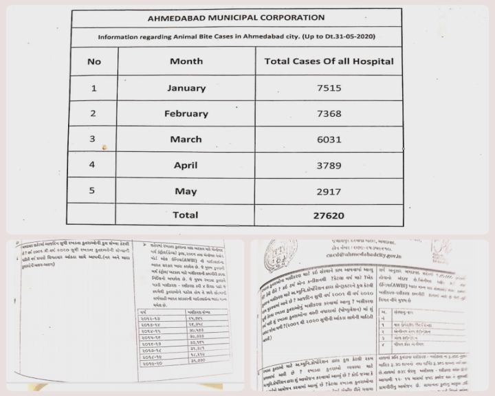 ખબર છે અમદાવાદમાં કૂતરાંનો કેવો ભય હોય છે? દર મહિને 2000 કેસ કૂતરાં કરડવાના નોંધાય છે