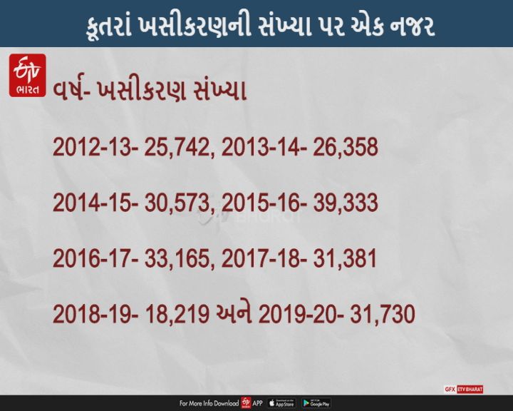 ખબર છે અમદાવાદમાં કૂતરાંનો કેવો ભય હોય છે? દર મહિને 2000 કેસ કૂતરાં કરડવાના નોંધાય છે