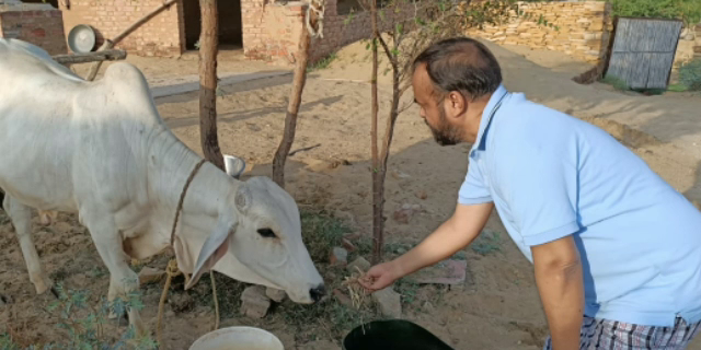 आज ईद उल अजहा यानी बकरीद,  राजस्थान हिंदी खबर  jaisalmer news  congress mla in jaisalmer  आज ईद उल अजहा यानी बकरीद