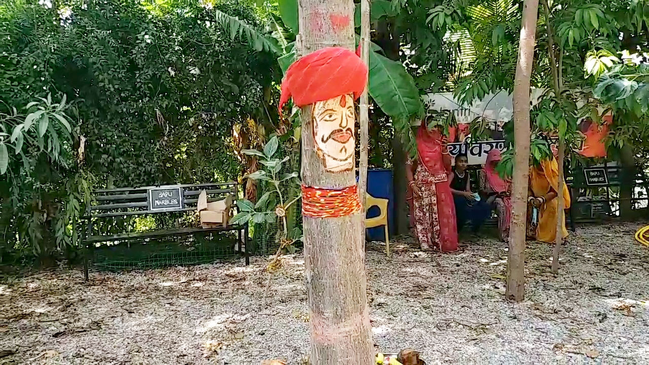 Rakhi is tied to trees in the Pipalantri, Rakshabandhan Special News