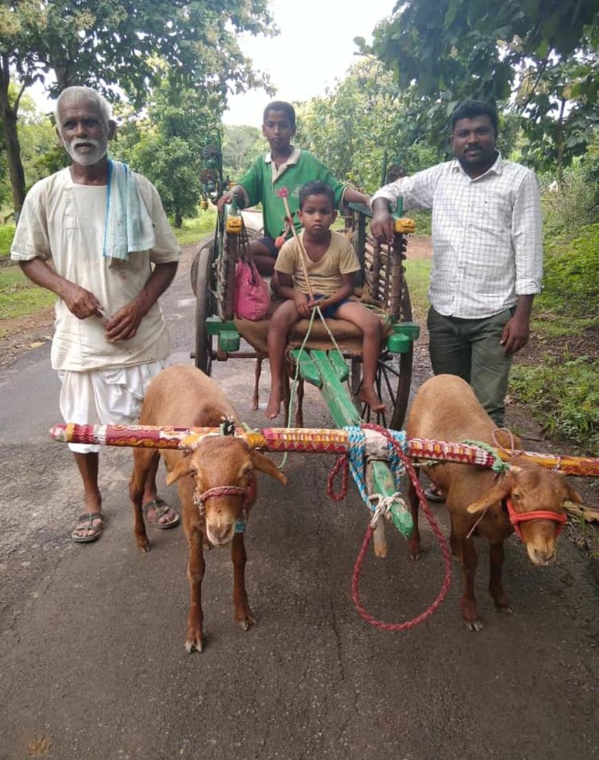 A Farmer Made the Goat Cart for the Happiness of His Grand Children's