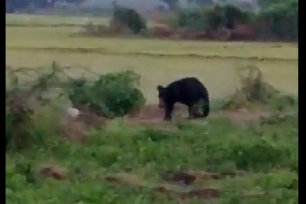 Bear walking in the fields