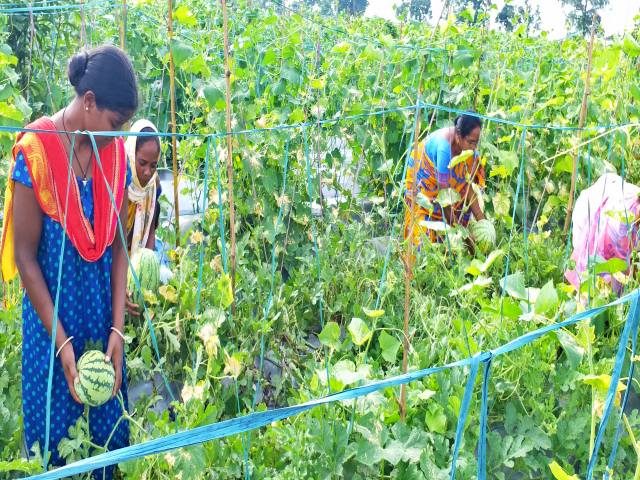 Self-sufficient farming of women of Kumhariya village of Ranchi