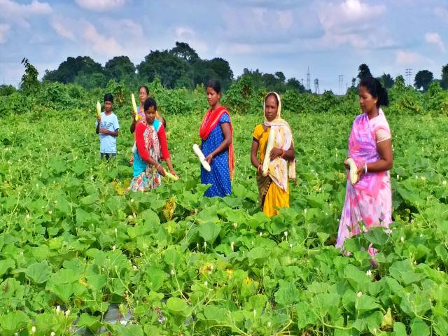 Self-sufficient farming of women of Kumhariya village of Ranchi