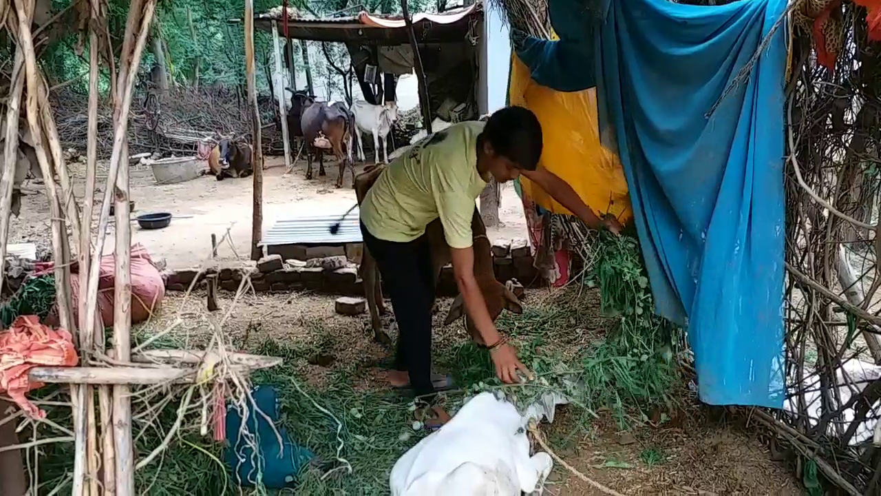 Children are helping parents in animal husbandry